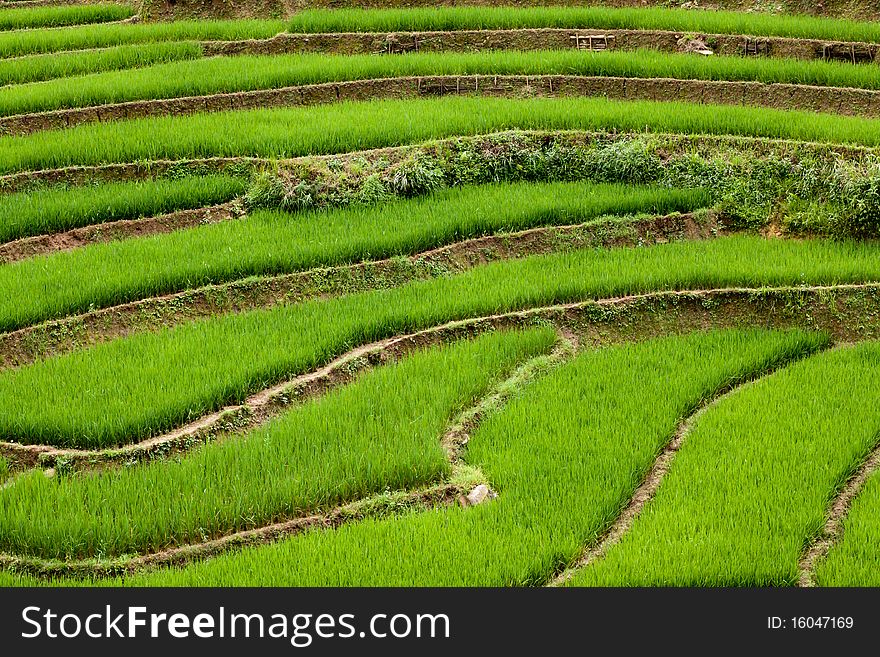 Stepped green rice paddies in the city of Sapa, north Vietnam