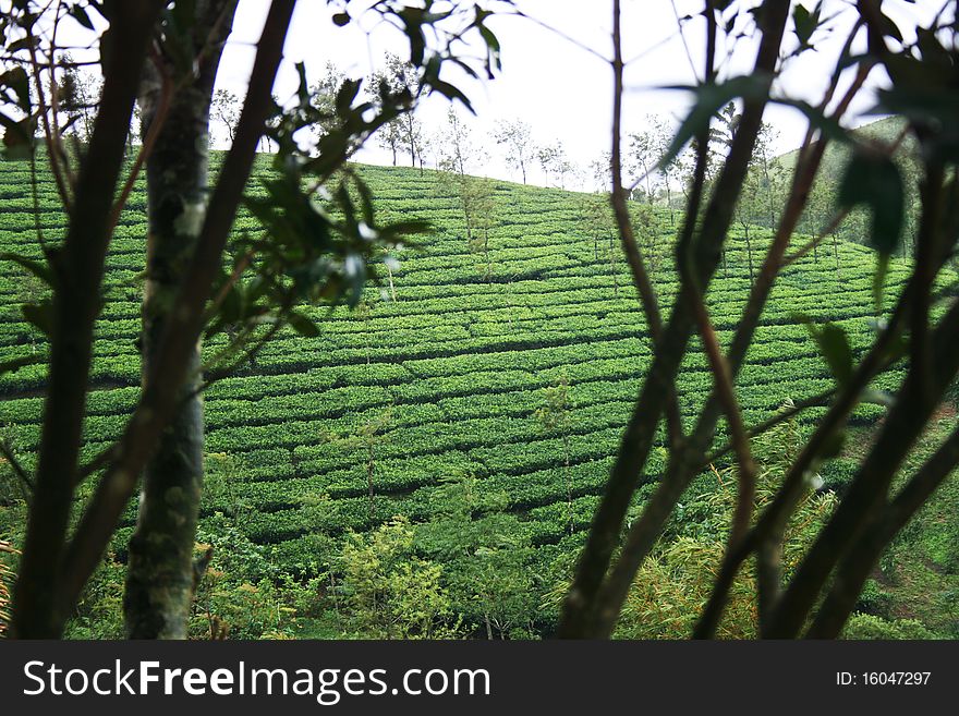 Morning view of the tea mountains. Morning view of the tea mountains