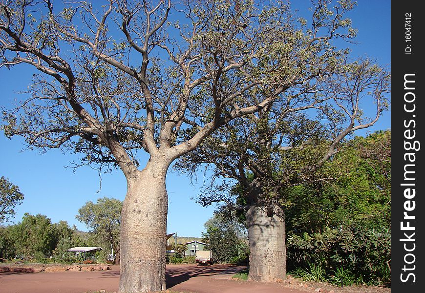 A landscape scene showing Adansonia tree's in Western Australia. A landscape scene showing Adansonia tree's in Western Australia.