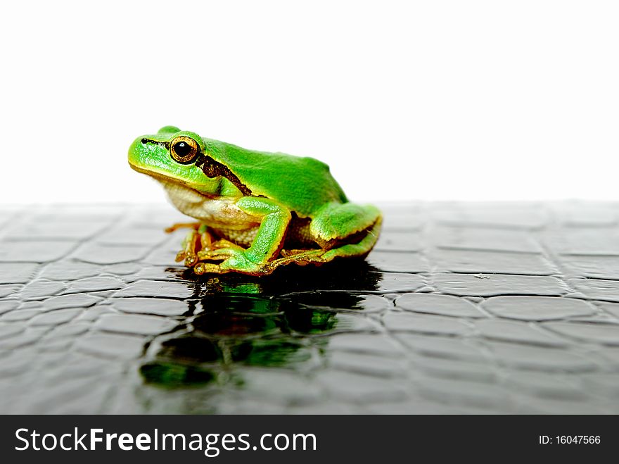 Tree frog sits on a white background on the patent leather of the crocodile. view from the left side. Tree frog sits on a white background on the patent leather of the crocodile. view from the left side.