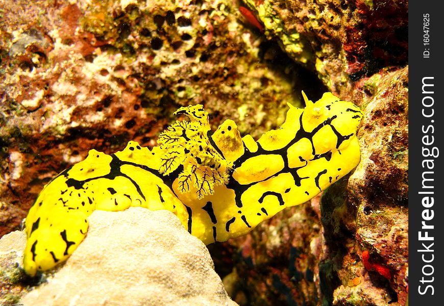 A Minor Notodoris nudibranch stretching accross a piece of coral reef. A Minor Notodoris nudibranch stretching accross a piece of coral reef.