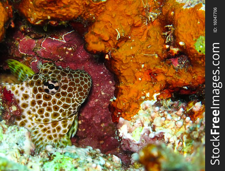 A shy Leopard Blenny hidding in the reef. A shy Leopard Blenny hidding in the reef.