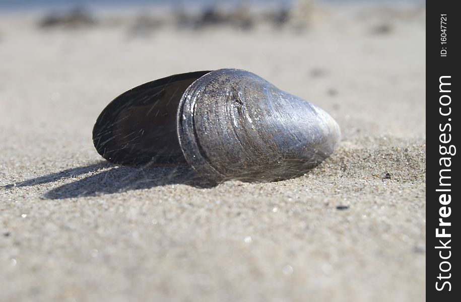 Empty discarded mussel shell on deserted sandy beach