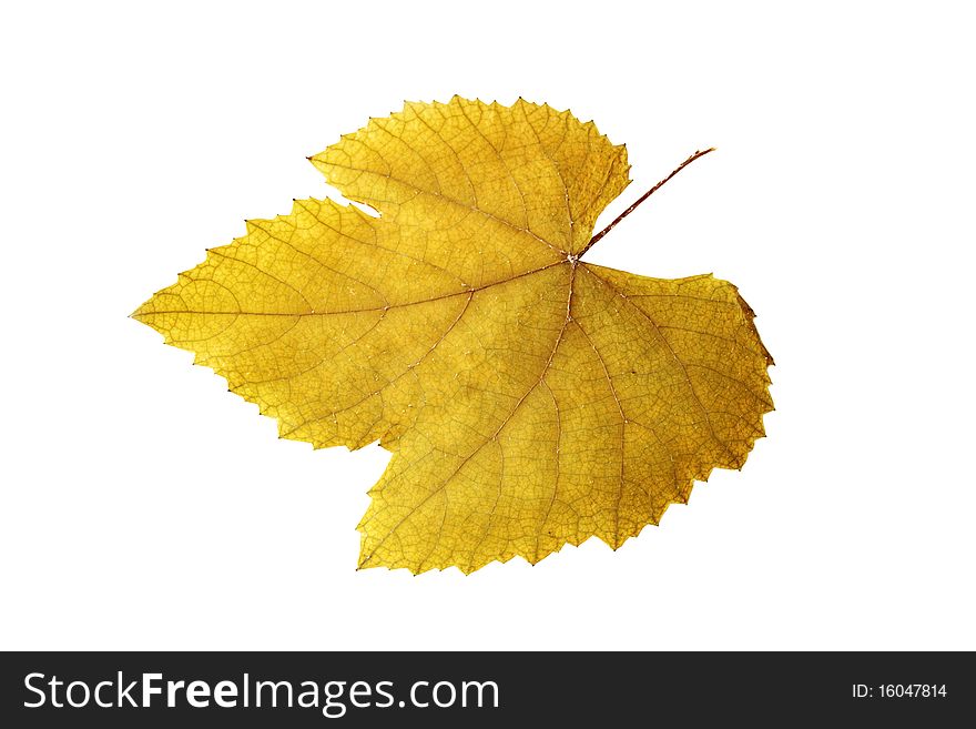 Dried vine leaf isolated on white