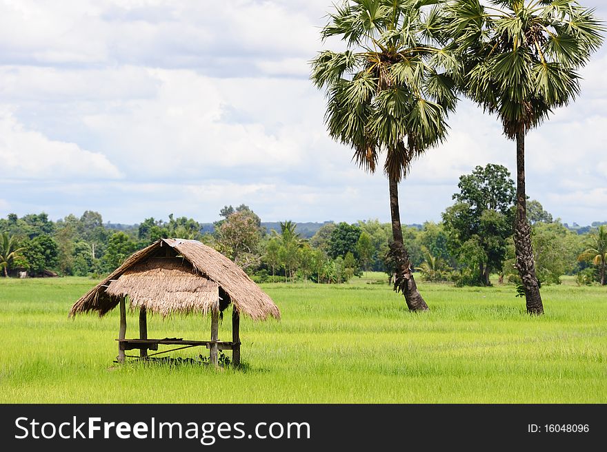 A Hut in the rice field