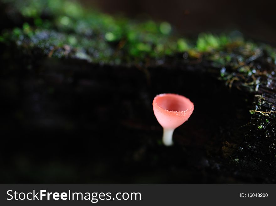 Orange Mushroom in the rainforest