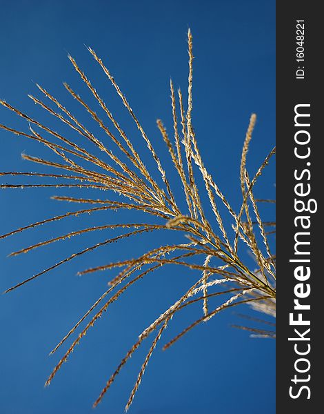 Closeup on golden ornamental grass on a bright blue sky background,. Closeup on golden ornamental grass on a bright blue sky background,