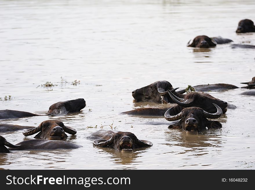 A Group of buffalo swim in river. A Group of buffalo swim in river