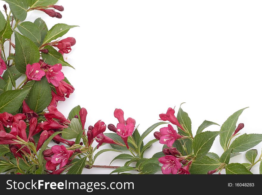 Red flowers over white background