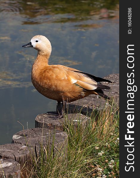 Ruddy Shelduck