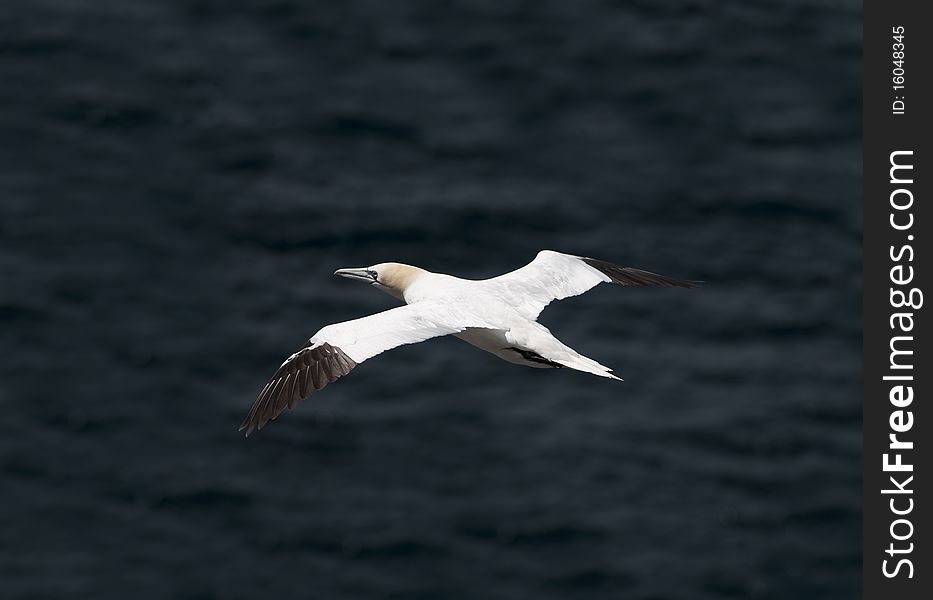 Northern Gannet, (also known as Solan Goose), Morus bassanus, North East Scotland. Northern Gannet, (also known as Solan Goose), Morus bassanus, North East Scotland