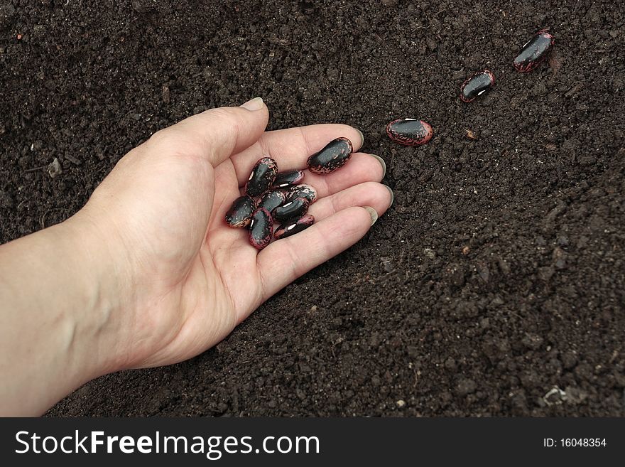 Planting of vegetable seeds in prepared soil rows