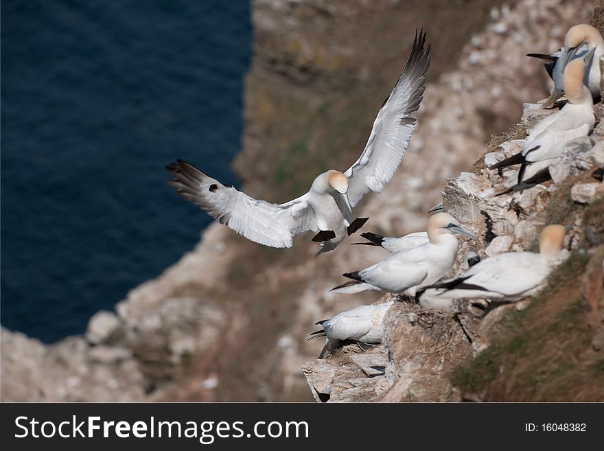 Northern Gannet, (also known as Solan Goose), Morus bassanus, North East Scotland. Northern Gannet, (also known as Solan Goose), Morus bassanus, North East Scotland