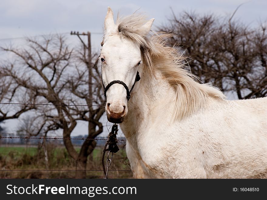 Portrait of a white horse in the field of the Province of Buenos Aires, Argentina. Portrait of a white horse in the field of the Province of Buenos Aires, Argentina