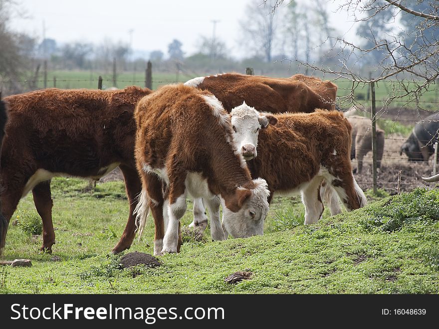 Cows in areas of the province of Buenos Aires, Argentina. Cows in areas of the province of Buenos Aires, Argentina