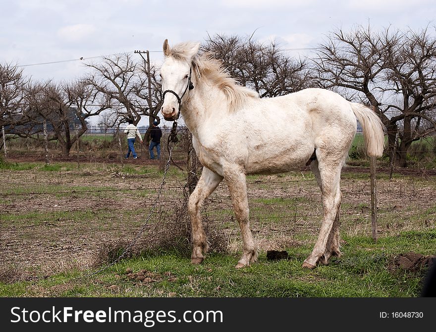 White horse portrait in areas of the province of Buenos Aires, Argentina