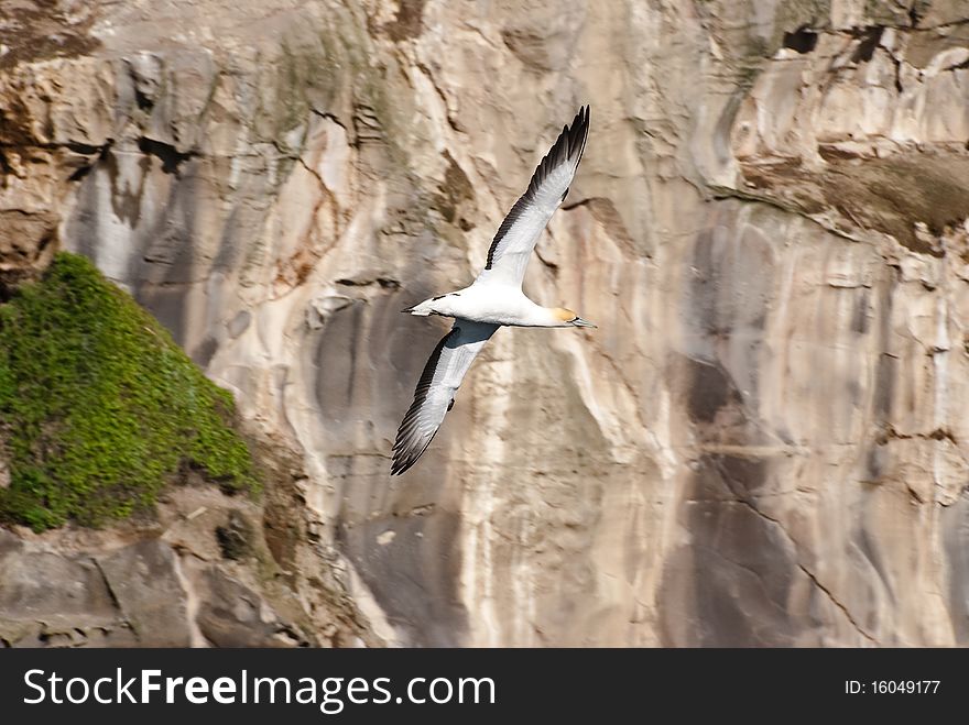 Bird Gannet flying above Mariway Gannet colony in New Zealand.