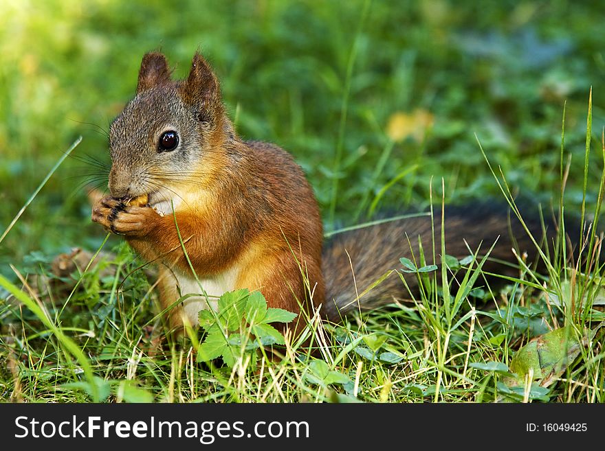 Squirrel on grass with nut in hands. Squirrel on grass with nut in hands