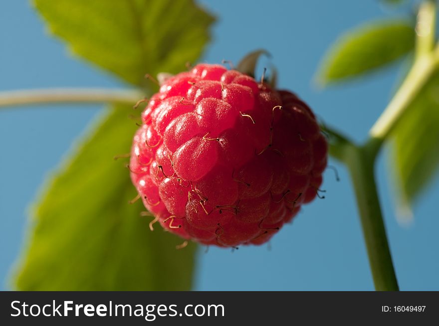 Close-up raspberry on a branch against blue sky
