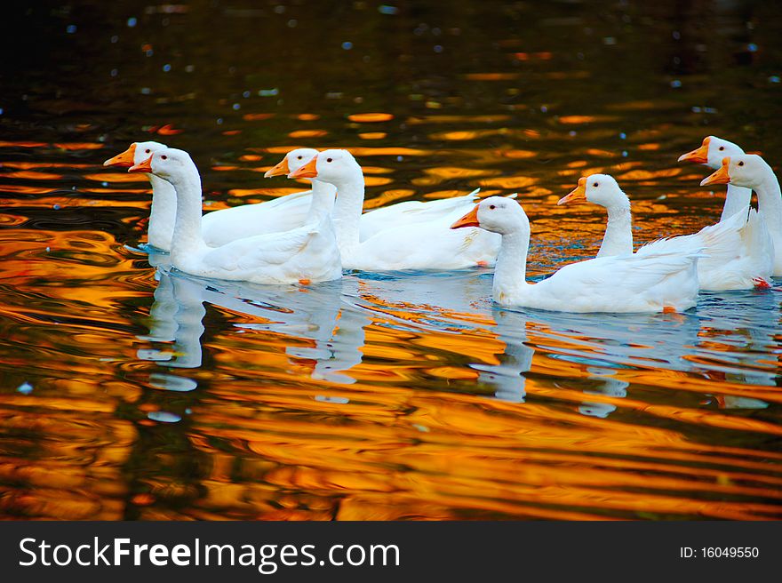 Domestic goose on an open reservoir, village, autumn. Domestic goose on an open reservoir, village, autumn