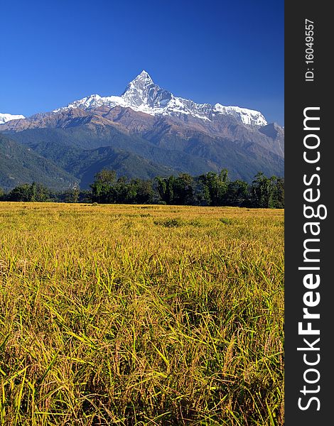 Harvest,Terrace Rice Paddy Field