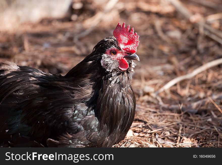 The picture of black hen in the farm. The picture of black hen in the farm