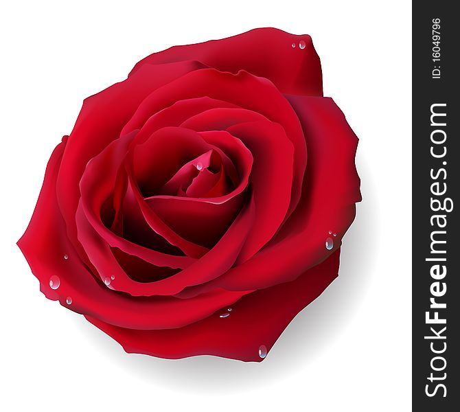 Illustration insulated flower of the red rose on white background
