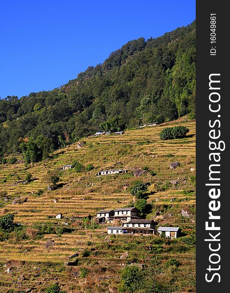 Terrace Rice Paddy Field with farm houses at Himalaya mountains ,Harvest season,plentiful year at Nepal. Terrace Rice Paddy Field with farm houses at Himalaya mountains ,Harvest season,plentiful year at Nepal.