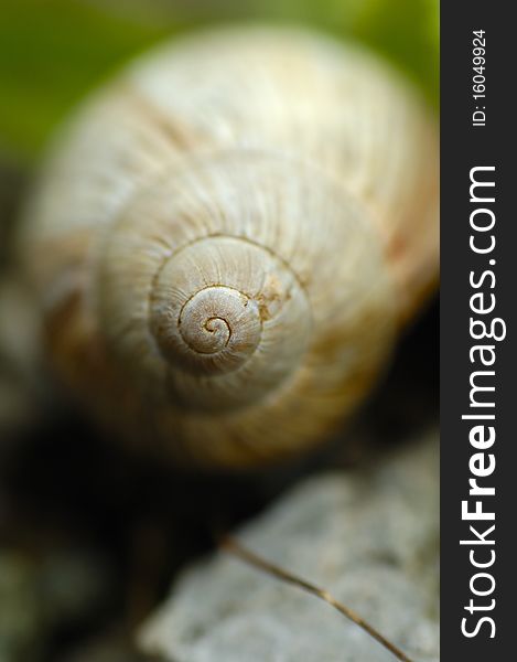 Garden snail photographed in the garden