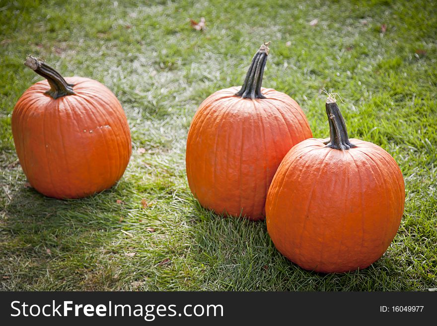 A shot of three pumpkins on grassy ground, with backlighting. A shot of three pumpkins on grassy ground, with backlighting