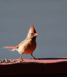 Cardinal Royalty Free Stock Image