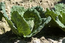 Savoy Cabbage Stock Photos Savoy Cabbage Stock Photos