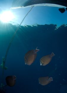 School Of Fish And Sun Stock Image School Of Fish And Sun Stock Image