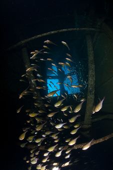 School Of Silver Fish Inside Shipwreck Stock Photos School Of Silver Fish Inside Shipwreck Stock Photos
