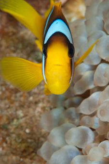 Anemone Fish Royalty Free Stock Photography Anemone Fish Royalty Free Stock Photography