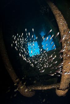 School Of Solver Fish Inside Shipwreck Royalty Free Stock Photos School Of Solver Fish Inside Shipwreck Royalty Free Stock Photos