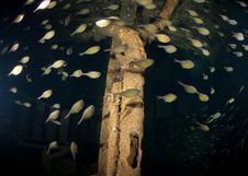 Glass Fish Inside Shipwreck Stock Photo