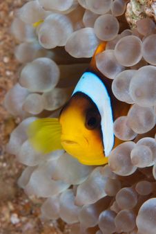 Anemone Fish Royalty Free Stock Photos Anemone Fish Royalty Free Stock Photos