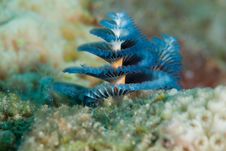 Christmas Tree Worm Stock Photos Christmas Tree Worm Stock Photos
