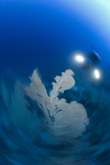 Motion Blur Shot Of Scuba Diver Stock Images