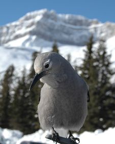 Clark S Nutcracker Royalty Free Stock Photos Clark S Nutcracker Royalty Free Stock Photos