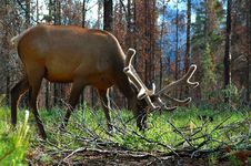Elk In Spring Stock Image