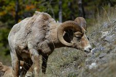 Bighorn Grazing In Spring Royalty Free Stock Image