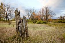 Free Old Stump Stock Images - 16057044
