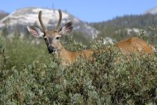 Spike Horn Deer Royalty Free Stock Photo Spike Horn Deer Royalty Free Stock Photo