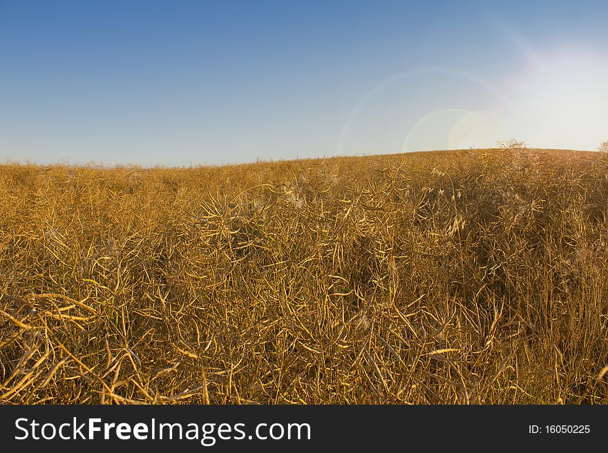 Sun beams oer the field of rapeseed. Sun beams oer the field of rapeseed