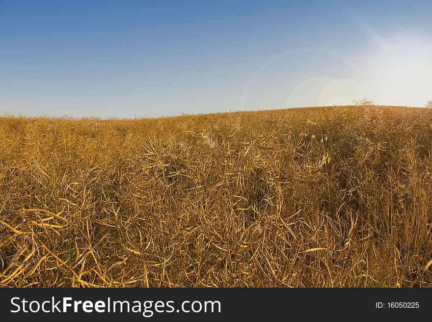 Rapeseed Field