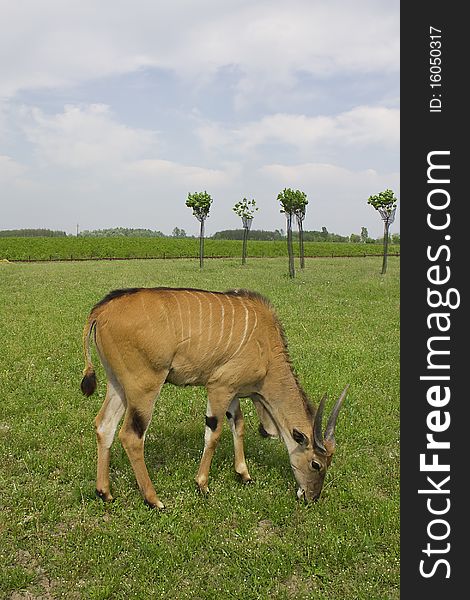 Striped, orange colored antelope eating the green grass
