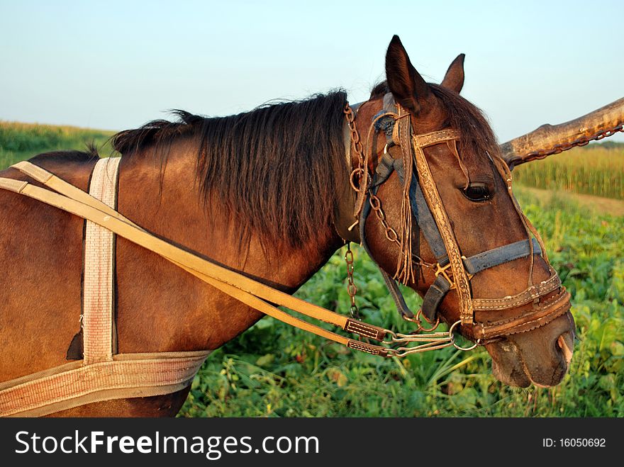 Harnessed Horse