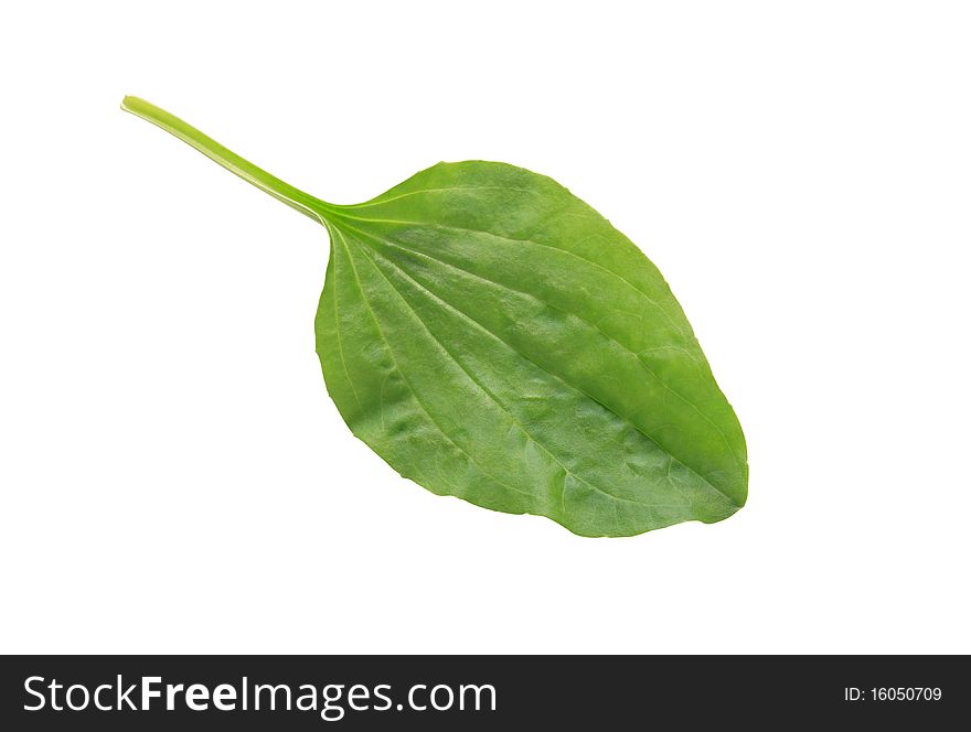 Green leaf of plantain isolated on white background with clipping path. Green leaf of plantain isolated on white background with clipping path